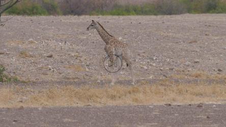 寻找食物的小长颈鹿[4K]
