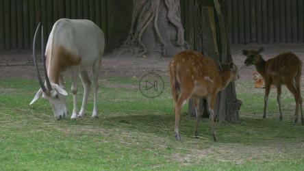 鹿和山羊在动物园里吃草[4K]