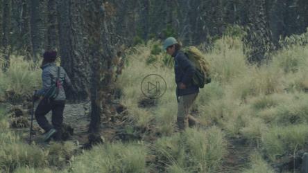 情侣穿过森林[4K免费商用]