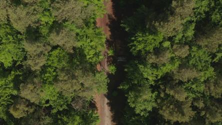 从上面看穿过松林的路[4K]