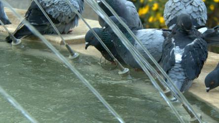 城市鸽子在喷泉里喝水[4K]