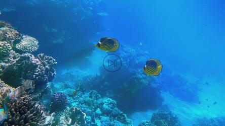 漂浮在礁石附近的五颜六色的珊瑚鱼[]