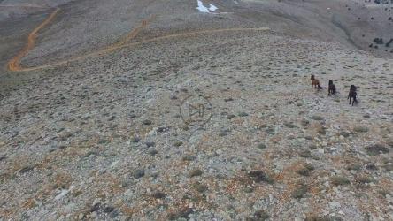 在平原上奔跑的野马[4K]