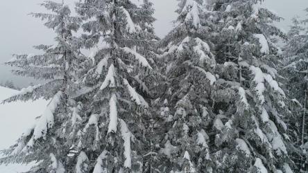森林里的松树，树枝上满是雪[4K]