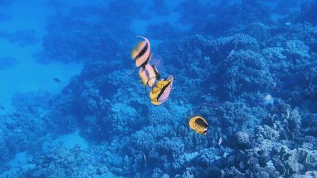 一群珊瑚鱼在珊瑚礁中游泳[]