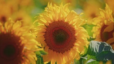 风中明亮的向日葵[]