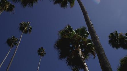 高大的棕榈树和蓝天的低镜头[4K]