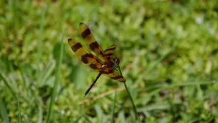 坐在草叶上的蜻蜓[]