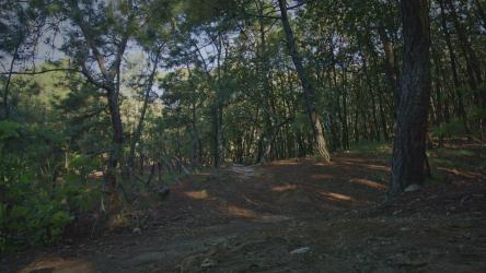 经验丰富的山地自行车手在森林中骑行[免费商用]