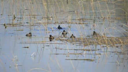Birds floating on a pond[4K]