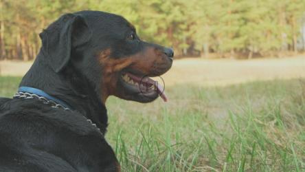 晴天森林里的狗[4K]