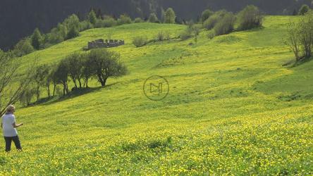 女人独自走在开着黄色花朵的草地上[4K]