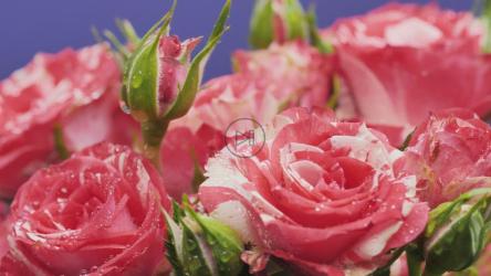 紫色背景上的粉红色玫瑰[免费商用]