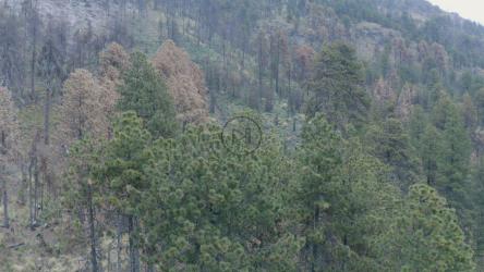 飞越温带森林[4K免费商用]