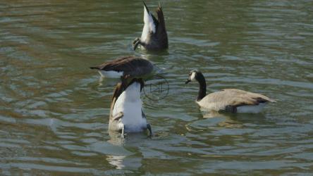 Geese feeding in a lake[]