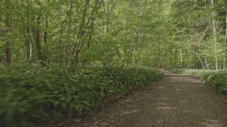 森林跑步步道[4K]