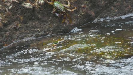 螃蟹站在岩石上[]