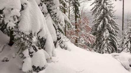 被雪覆盖的冬季森林[]