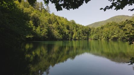 游览松树林中央的湖泊[4K]