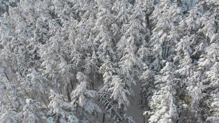 在白雪皑皑的森林树梢上[4K]