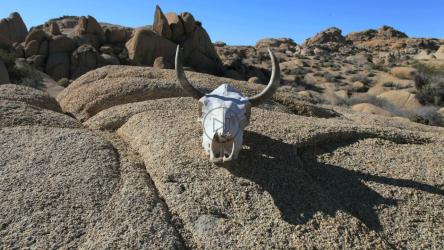 沙漠中一块大石头上的牛头骨[]