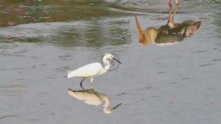 在浅水中钓鱼的小鸟[]