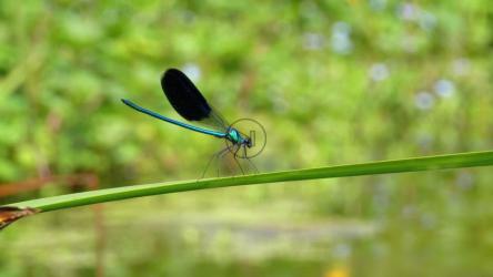 站在绿色树枝上的蜻蜓[]