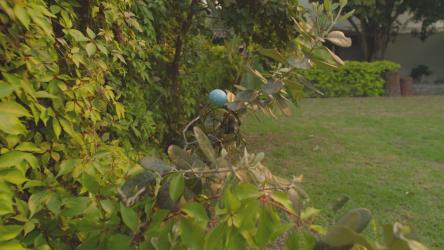 寻找复活节彩蛋[免费商用]