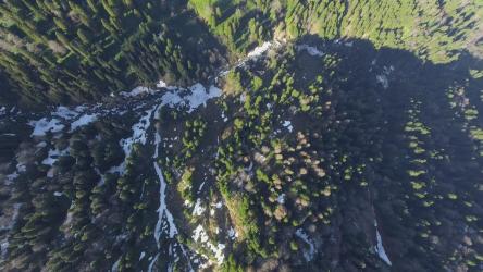 Aerial view of a pine forest[4K]