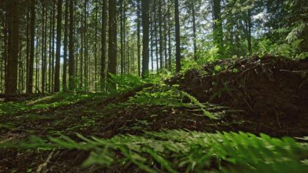 森林地面上的蕨类植物[4K]