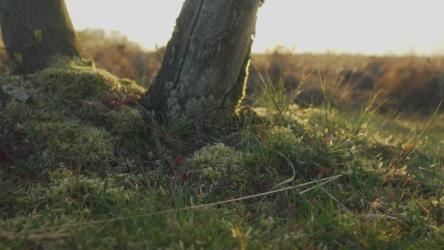 森林植物群的纹理细节[免费商用]