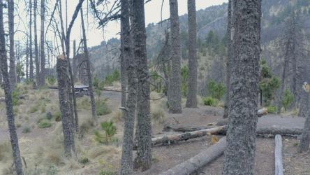 Leafless trees in a forest[4K免费商用]