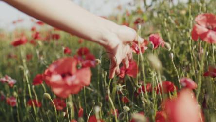 日落时，手抚摸田野里的罂粟花[]