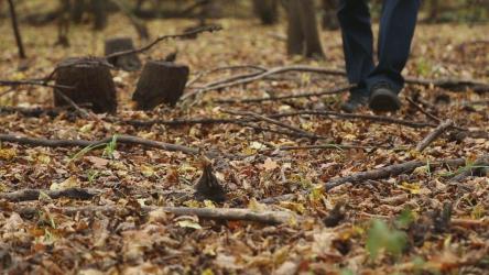 Walking on dried Autumn leaves through a forest[]