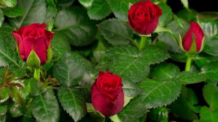 红玫瑰灌木盛开[4K]