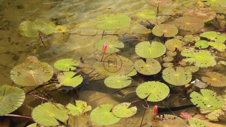 植物下方的水流[]