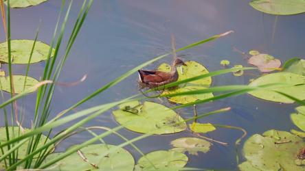一只鸟带着百合花游过一条河[]