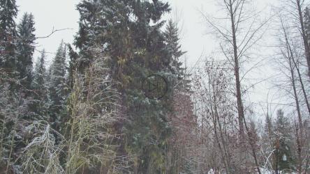 加拿大森林被雪覆盖[免费商用]