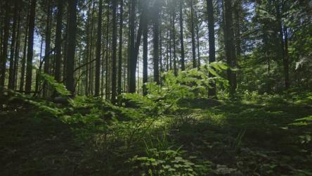 阳光透过茂密的树木[]