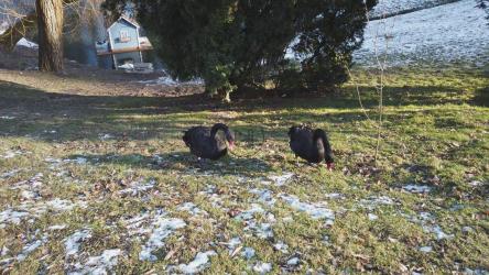 冰原中的黑天鹅[4K]