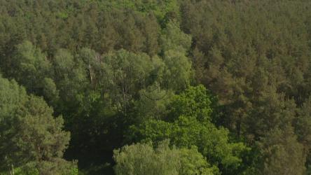 露出森林中的一条河[4K]