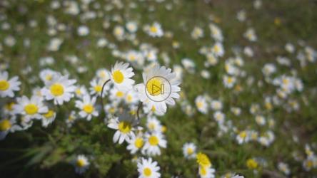 草地上的白色雏菊花田[]