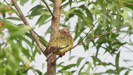 粉红色鸽子在清理羽毛[]