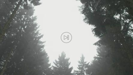 森林中茂密的植物群[]