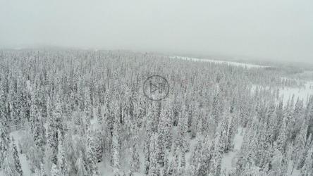 冰雪覆盖的森林[]