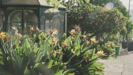 花园里的黄色花朵[免费商用]