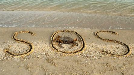 螃蟹站在求救信号中[]