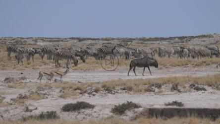 热带草原上的一群斑马[4K]