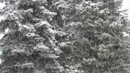 Blizzard covering a forest[]