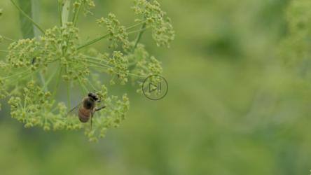 蜜蜂以花为食[4K免费商用]